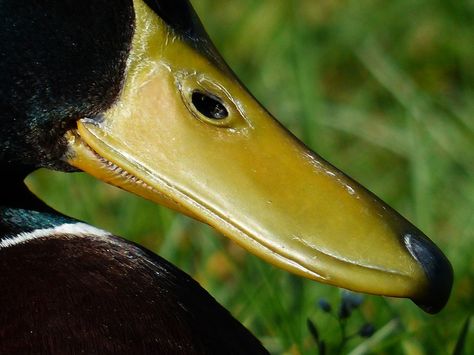 Mallard, Bill, Yellow, Drake, Nostrils, Teeth, Males Funny Hunting Pics, Duck Mount, Duck Bill, Duck Bird, Duck Pictures, Hunting Humor, Decoy Carving, Duck Decoys, Yellow Duck