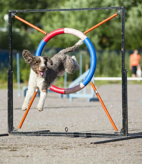 The Spanish water dog is an athletic breed that does well on agility courses. They are hardworking and affectionate dogs that aim to please their owners. Unusual Dog Breeds, Dog Agility Course, Spanish Water Dog, Lagotto Romagnolo, Elderly Dogs, Portuguese Water Dog, Water Dog, Dog Agility, Dog Activities