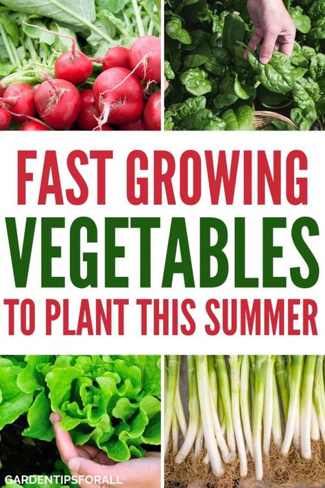 Easy Garden Vegetables To Grow, Easy Things To Grow In Garden, Easiest Food To Grow, Vegetables To Plant, Fast Growing Vegetables, Plants For Beginners, Vegetable Plants, Food Gardening, Easy Vegetables To Grow