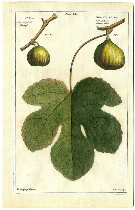 Fig and leaf etching from Pomona or The Fruit-Garden Illustrated by Batty Langley, 1729 Fig Leaf Illustration, Fig Leaf Drawing, Ficus Carica, Fauna Illustration, Fig Plant, Fig Leaf, Garden Illustration, Illustration Botanique, Leaf Drawing