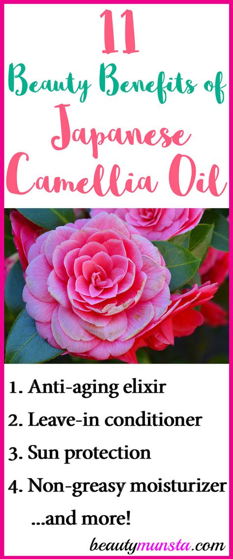 Explore the captivating beauty benefits of camellia oil, a carrier oil with heavenly uses for your skin, hair and more! Beautiful Geishas of Japan used camellia oil to keep their skin flawless and youthful! They also used it on their hair to make it lush, silky and shiny! If you want the same, it’s time … Coconut Oil Facial, Coconut Oil Moisturizer, Japanese Camellia, Vaseline Beauty Tips, Coconut Oil Beauty, Natural Hair Removal, Coconut Oil For Acne, Coconut Oil Skin Care, Coconut Oil For Face