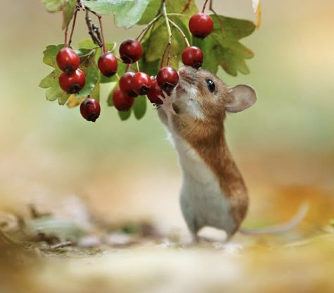 Mouse Eating, Mouse Photos, Animal References, Forest Creatures, Super Cute Animals, Cute Mouse, Cute Animal Photos, Woodland Creatures, Pics Art