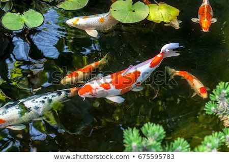 Colorful decorative fish float in an artificial pond, view from above Artificial Pond, Koi Fish Care, Beautiful Fishes, Butterfly Koi, Common Carp, Ikan Air Tawar, Kolam Koi, Outdoor Ponds, Fish Feed