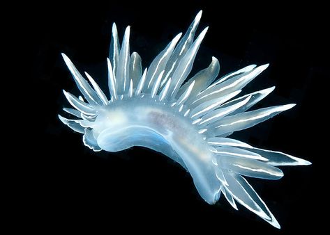 Frosted Nudibranch Frosted Nudibranch, Sea Sheep, Spanish Dancers, Glaucus Atlanticus, Sea Bunny, Weird Sea Creatures, Sea Slugs, Weird Plants, Beneath The Sea