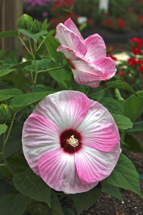 Hardy, Dramatic Hibiscus | A plant pro reveals his top 5 picks. Hibiscus Bush, Curb Appeal Garden, Growing Hibiscus, Citronella Plant, Hibiscus Tree, Hardy Hibiscus, Mallow Flower, Day Lilies, Hybrid Tea Roses