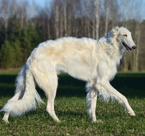 Borzoi Anatomy, Borzoi Photography, Borzoi Reference, Borzoi Dog Aesthetic, Borzoi Aesthetic, Funny Pics Of Dogs, Majestic Dog, Pics Of Dogs, Wolfhound Dog