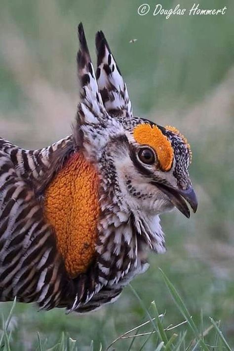 Prairie Chicken, Weird Birds, Strange Animals, Round Art, Animals Cute, Unusual Animals, Game Birds, About Animals, Pretty Animals