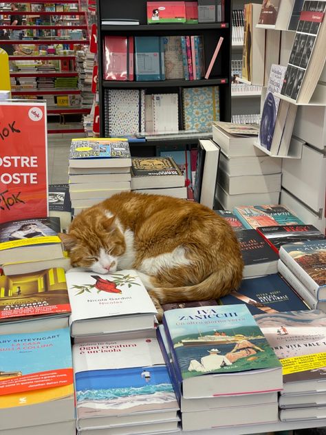 #comfortplace #books #bookstore #cat #sleepingcat #aesthetic #dreaming Cat Bookstore Aesthetic, Cat In A Bookstore, Cat Book Store, Working At A Bookstore Aesthetic, Cat In Library, The Cat Who Saved Books, Cat Sleeping On Books, Cat Library, Aesthetic Bookstore