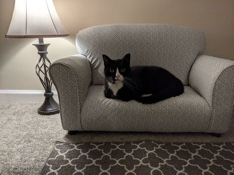 Just Found This Sub. Here Is My Son In His Living Room. ☺️ Cat Apartment, Tiny Bed, Dogs With Jobs, Cat Bedroom, Cat Couch, Pink Couch, Cat Proofing, Pet Couches, Cat Room