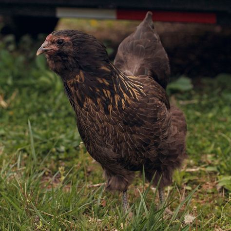 With the Olive Egger chicken the color of eggs might not be too surprising (the name is a pretty obvious hint), but do you know the genetics behind the birds? This article will explain the breeding combinations, plus some fun facts. Olive Egger chickens are funky, spunky, classy, and sassy. They are also unpredictably predictable... The post Olive Egger Chicken – Unpredictably Predictable appeared first on Pampered Chicken Mama: Raising Backyard Chickens. Olive Egger Chicken, Chicken Runs And Coop, Easter Egger Chicken, Cream Legbar, Olive Egger, Chicken Supplies, Brown Egg, Chicken Mama, Meat Birds