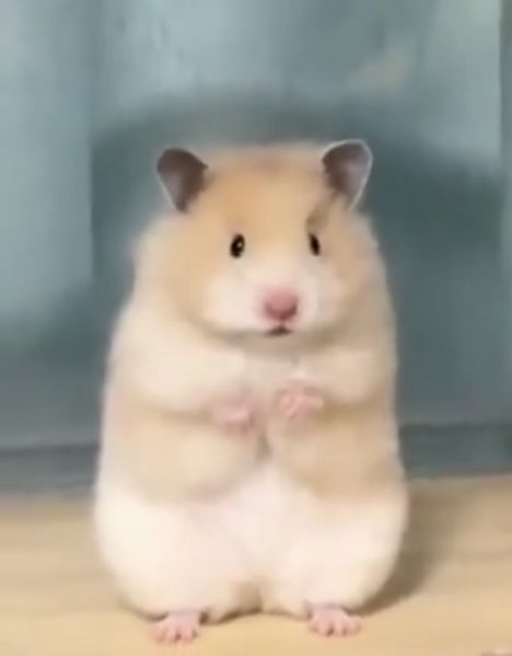 Hamster Random, Maddie Core, Cute Hamsters, Hamsters, Cute Animals, Orange, Animals, Quick Saves