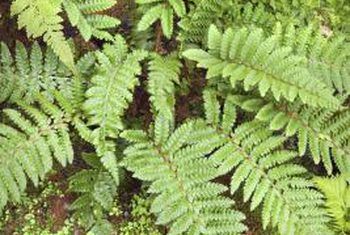 Add Epson Salts when watering a Fern - According to the Epsom Salt Council, the recommended rate for houseplants is 2 TBSP per gallon of water. Only add Epsom salt to the water when the fern is growing actively and never spray directly onto the foliage. - Outdoor Ferns, Water Ferns, Fern Care, Saving Seeds, Ferns Care, Epson Salt, Landscape Gardening, Maidenhair Fern, Planting Tips