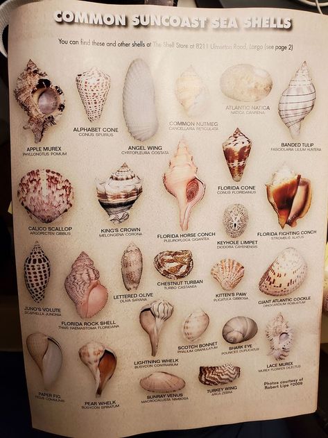 Seashells Florida Shells, Seashell Identification, Florida Seashells, Sea Beans, Shell Diy, Types Of Shells, Shell Yeah, Shells Diy, Gulf Coast Florida