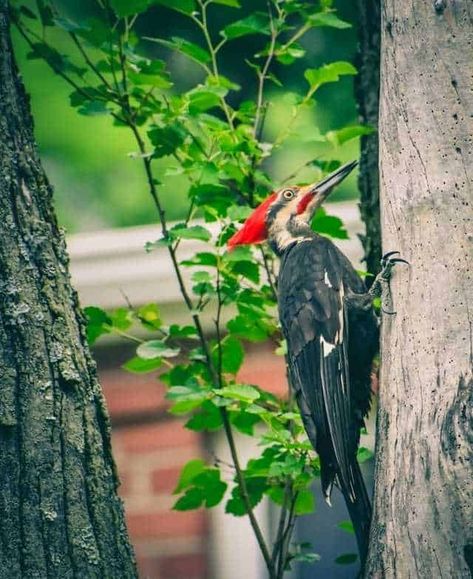 How To Attract Pileated Woodpeckers: 8 Guaranteed Ways - BirdsAcademy Woodpecker Feeder Diy, Peanut Bird Feeder, Woodpecker Feeder, Deer Feed, Bird Habitat, Ohio Birds, Backyard Birds Watching, Pileated Woodpecker, Homemade Bird Houses