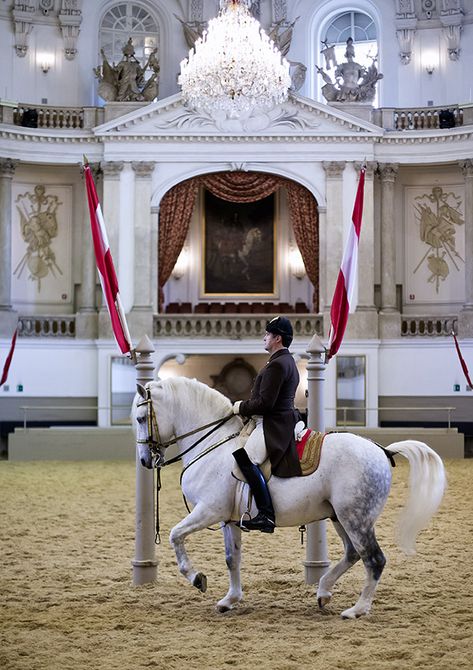 Lipizzaner Horse, Spanish Riding School Vienna, Forge Of Empires, Spanish Riding School, Equestrian Outfit, Horse Magazine, Spanish School, Pony Breeds, Riding School