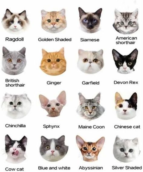 Kitten Breeds Chart, Cat Colors Chart, Cat Types, Types Of Cats Breeds, Cat Breeds List, Cat Breeds Chart, Logo Moodboard, Pet Crafts, Kitten Breeds