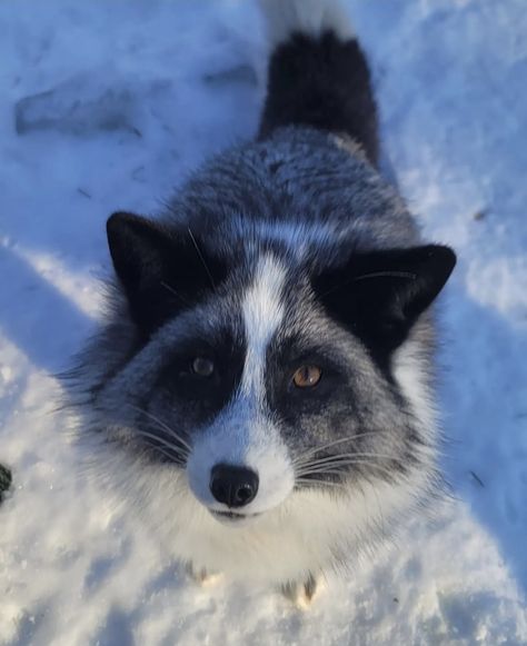 Marble Fox Aesthetic, Marble Fox Therian Mask, Marble Fox Therian, Marble Fox Photography, Fox Breeds, Japanese Raccoon Dog, Birman Cat, Fox Pictures, Foxes Photography