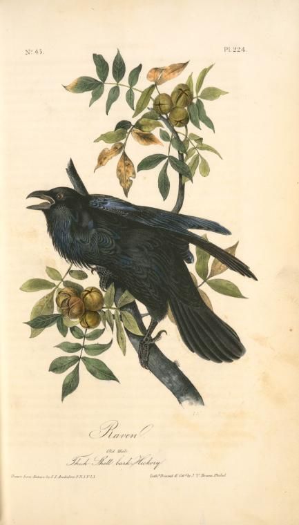 Raven, Old Male (Thick-Shell bark Hickory) - NYPL Digital Collections Bird Flash, Bird Flight, Audubon Prints, Vintage Bird Illustration, Audubon Birds, Raven Bird, Animal Illustration Art, James Audubon, Raven Art