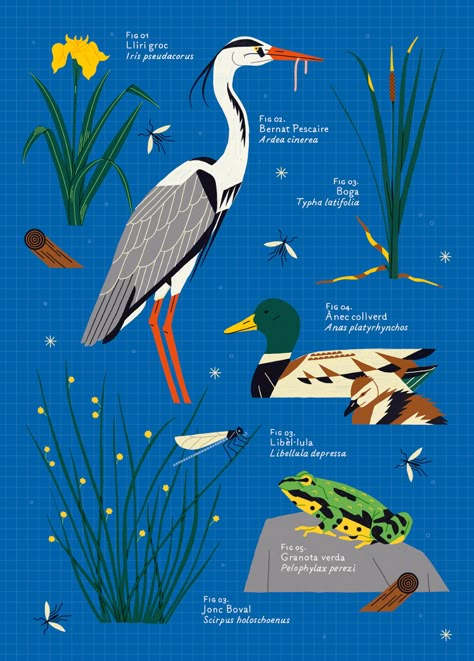 Biodiversity Poster Ideas, Science Illustration Art, Ecosystem Illustration, Biodiversity Art, Biodiversity Illustration, Ecology Illustration, Natural History Illustration, Behance Illustration, Birds Illustration