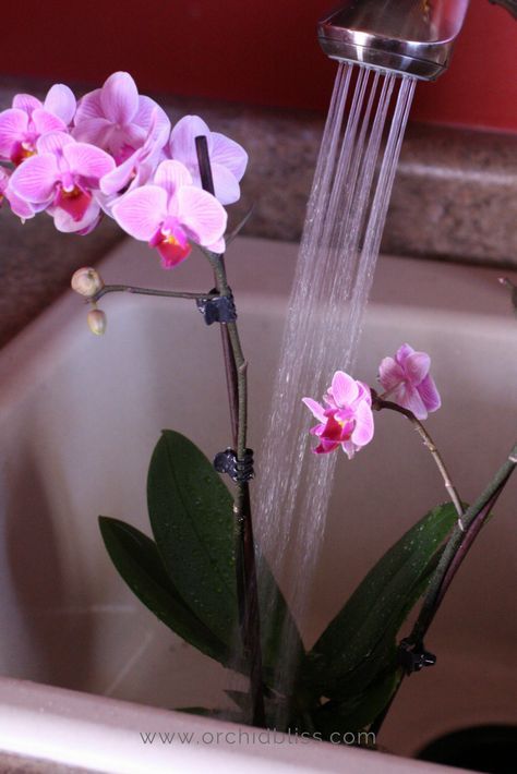 How To Water Orchids, Watering Orchids, Water Orchids, Contemporary Gardens, Repotting Orchids, Orchids In Water, Indoor Orchids, Orchid Fertilizer, Orchid Plant Care