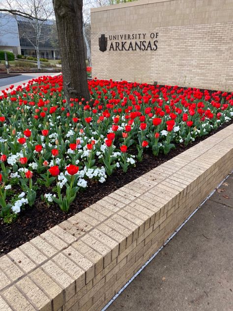 University Of Arkansas Aesthetic, Arkansas University, College Ideas, Arkansas State University, College Aesthetic, Arkansas State, Dream College, Winter 23, College Work