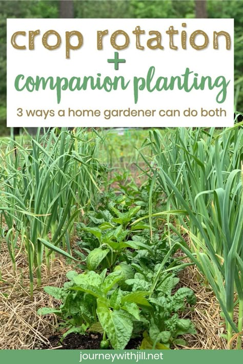 Companion Gardening, Tattoo Plant, Succession Planting, Survival Gardening, Crop Rotation, Homestead Survival, Organic Gardening Tips, Garden Pests, Epsom Salt