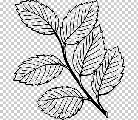 Autumn Black And White, White Flower Png, Drawing Leaf, Etsy Drawing, Leaf Line Art, Paisley Print Design, Computer Icons, Autumn Leaf Color, Fall Drawings