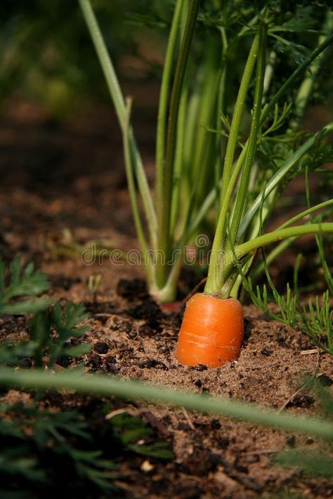 Carrot Farm, How To Plant Carrots, Red Carrot, 2024 Manifestation, Garden Farm, Carrot Sticks, Home Grown Vegetables, Kitchen Magic, Farm Photography