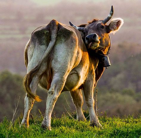 Cow Laying Down, Cow Reference Photos, Cow Side Profile, Cows Photography, Drawing Cows, Cow Reference, Cow Running, Cow Playing, Cow Photography