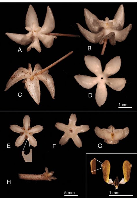 [PDF] Hoya undulata (Apocynaceae, Asclepiadoideae), a new myrmecophytic species from Borneo, and typification of H. darwinii | Semantic Scholar Hoya Undulata, Ants