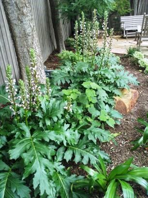 Acanthus Mollis, Dry Shade Plants, Shade Landscaping, Shade Garden Design, Shade Shrubs, Shade Gardens, Small Backyard Gardens, Shade Perennials, Magic Garden