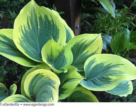 Mostly PNW Native Plant Combo for Part Shade to Shade | eGardenGo Hosta Sagae, Types Of Ferns, Plantain Lily, Hosta Gardens, Hosta Plants, Magenta Flowers, Planting Plan, Border Plants, How To Attract Birds