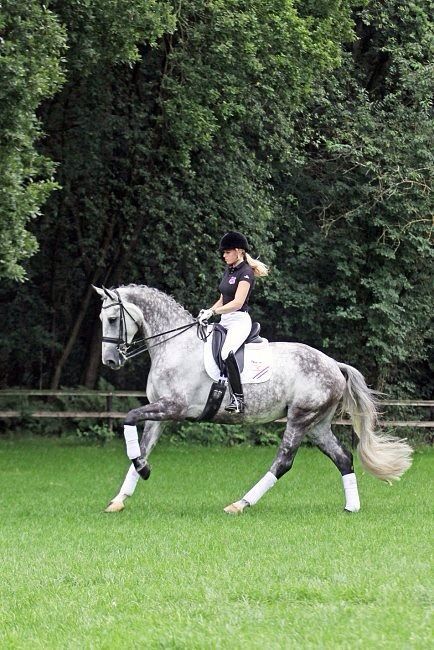 horse dressage grey canter English Horse Tack, Horse Herd, Equestrian Outfit, English Horse, Horse Dressage, River Edge, Grey Horse, Dressage Horses, Equestrian Sports