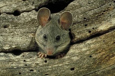 The Pack Rat. A curious critter that has the unusual habit of stealing and replacing the stolen item with a rock or cactus. Desert Creatures, Dragon Photos, Pack Rat, Getting Rid Of Mice, Mice Repellent, Glue Traps, Desert Beauty, Animal Spirit Guide, Haiku Poems