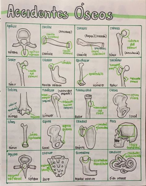 Anatomy Study Notes, Med Vet, Studying Medicine, Medicine Notes, Medicine Studies, Vet Medicine, Basic Anatomy And Physiology, Biology Facts, Medical Student Study