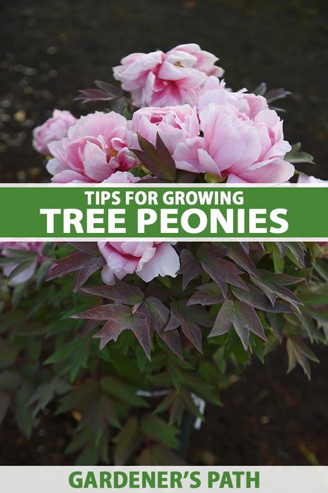 Landscaping With Peonies, Peony Tree Plants, Tree Peony Landscape, When To Transplant Peonies, Washington Garden, Transplanting Peonies, Transplant Peonies, Peony Tree, Garden Peonies