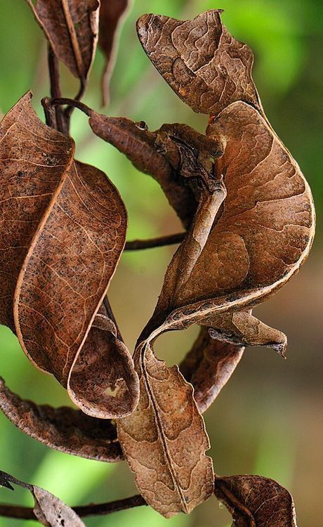 Leaf-tailed Gecko Satanic Leaf Tailed Gecko, Cute Reptiles, Unusual Animals, Rare Animals, Airbrush Art, Reptiles And Amphibians, Amazing Animals, Weird Animals, Gecko