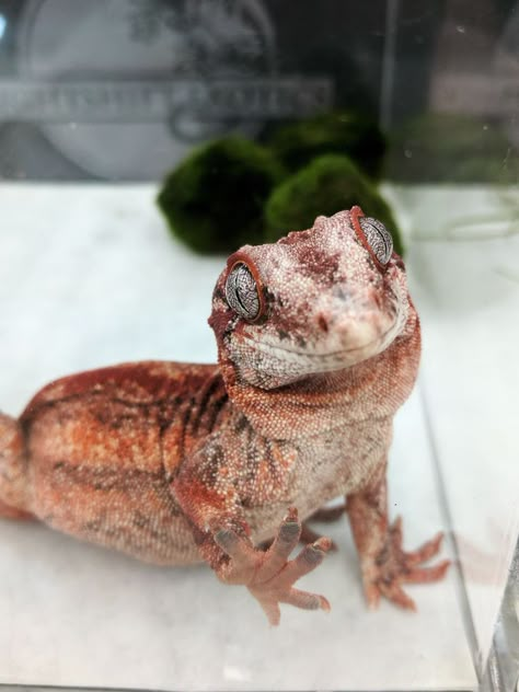 Red gargoyle gecko by Nightshift Exotics @ the Wasatch Reptile Expo Reptile Expo, Gargoyle Gecko, Cute Lizard, Reptile Room, Hamster Cages, Rabbit Cages, Reptile Terrarium, Reptile Cage, Cute Reptiles