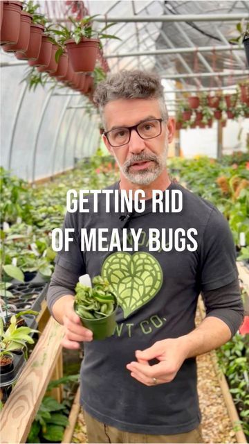 Canopy Plant Co. on Instagram: "Mealy Bugs are a common plant pest. Especially for Hoyas. Here’s what we suggest to get rid of them. #plantpests #mealybugs #hoyacompacta #hoya #plants #plantlover #plantas" Mealy Bugs How To Get Rid Of, Hindu Rope Plant, Mealy Bugs, Plant Pests, Plant Lover, House Plants, Bugs, Plants, On Instagram