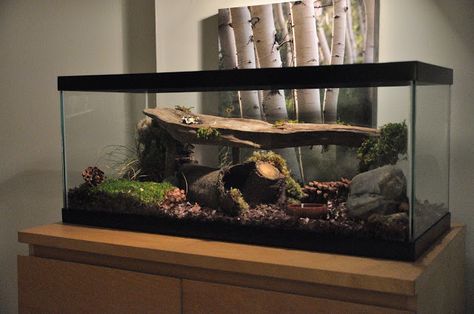 http://www.plantedtank.net/forums/showthread.php?t=193240 Pet Snake Habitat, Cornsnakes Habitat, Bioactive Snake Enclosure, Snake Cage Ideas, Snake Habitat Ideas, Corn Snake Terrarium, Snake Tanks, Snake Habitat, Snake Cage