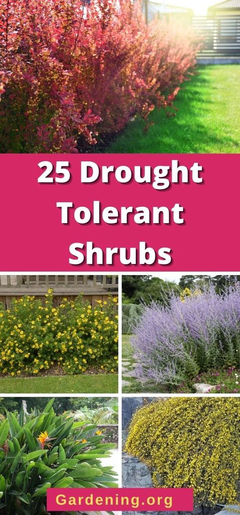 Hardy Shrubs For Landscaping, Modern Landscaping Zone 6, Drought Tolerant Privacy Plants, Drought Tolerant Garden Ideas, Drought Tolerant Evergreens, Drought Tolerant Flowering Shrubs, Heat Tolerant Shrubs, Landscape Ideas For Texas Heat, Draught Resistant Landscaping