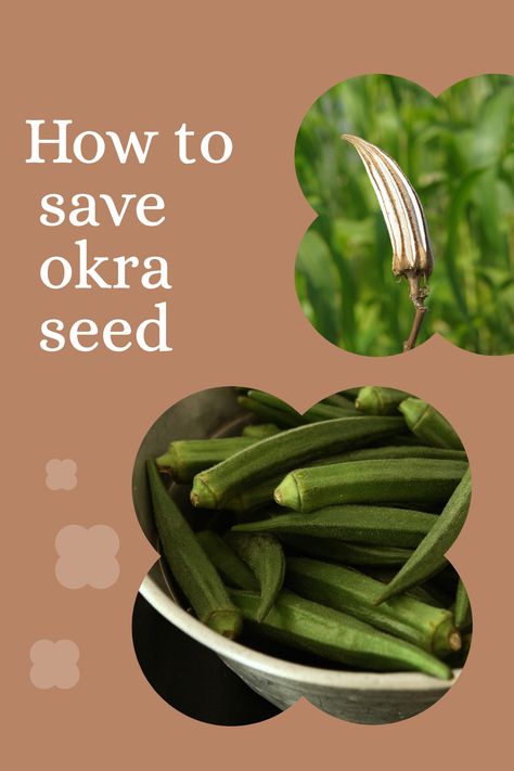 Learn how to save okra seed step-by-step for vegetable garden beginners. Seed saving is simple and easy for any gardening skill level! Fall Homestead, Okra Seeds, Beginner Gardening, Seed Storage, Homestead Gardens, Fall Garden Vegetables, Seed Saving, Seed Packets, Okra