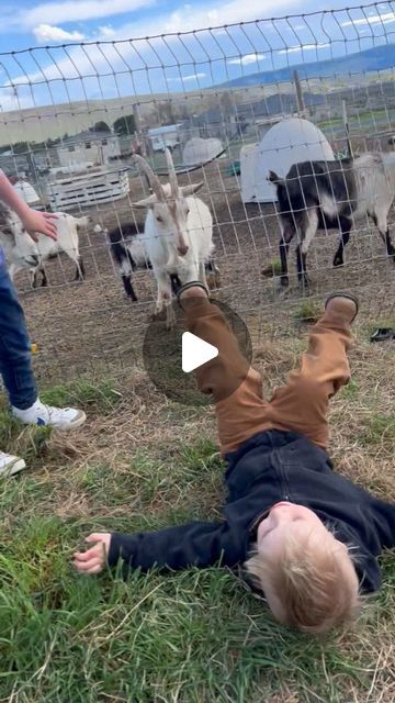 Kids Getting Hurt on Instagram: "Good Goat 🐐
• • • • • • • • •
(Follow @kidsgettinghurt and click the link in our bio to submit your video)
• • • • • • • • •
Submission: @kendrawebster" Kids Getting Hurt, Goats Funny, March 25, Click The Link, Goats, Funny, On Instagram, Instagram