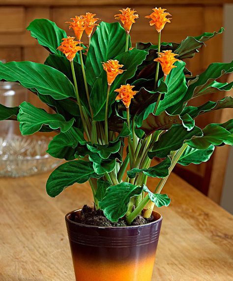 Calathea Crocata Calathea Crocata, Artificial Cherry Blossom Tree, Calathea Plant, Plant Pot Diy, Household Plants, Unique Plants, Tropical Plants, Central America, Indoor Garden