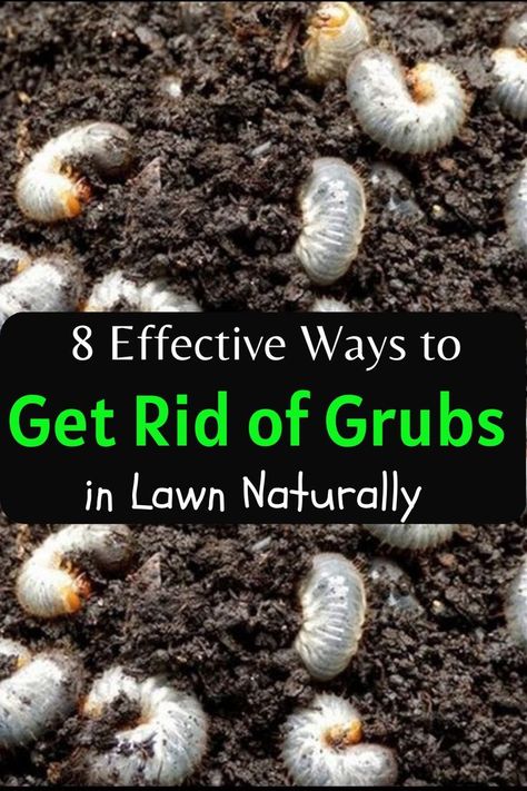 how to get rid of grubs naturally Grubs In Lawn, Lawn Care Diy, Grub Worms, Lawn Problems, Horticulture Therapy, Lawn Care Schedule, Lawn Pests, Garden Remedies, Weeds In Lawn