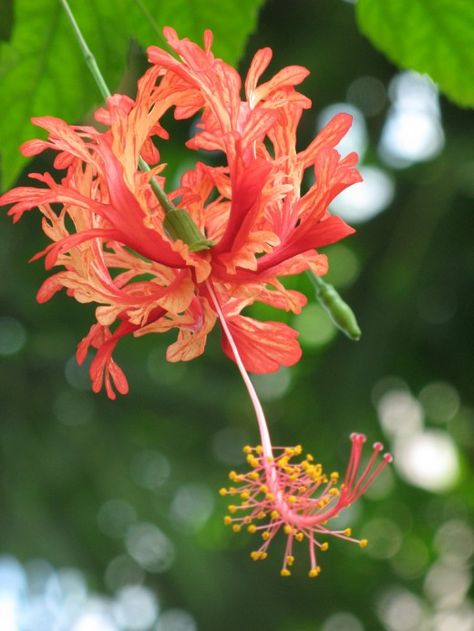 Schizopetalus Hibiscus Flower Hibiscus Schizopetalus, Making Plant Pots, Hibiscus Rosa Sinensis, Jungle Gardens, Hibiscus Plant, Unusual Flowers, Edible Flowers, Exotic Plants, Exotic Flowers