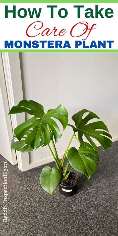 "Monstera plant, indoor gardening, houseplant care, tropical plants, plant 
care tips, indoor plant care, gardening tips, plant care guide, houseplant 
care tips, plant care routine, indoor plant tips, plant care advice, 
tropical plant care, Monstera plant care, plant care essentials, houseplant 
care guide, plant care techniques, indoor plant care tips, plant care hacks." Monstera Variegata Alba, Planting Monstera Cuttings, Albo Monstera Plant, Albino Monstera Plant, Monstera Albo Care, Verigated Monstera, Types Of Monstera Plants, Monstera Deliciosa Indoor, Monstera Albo Variegata