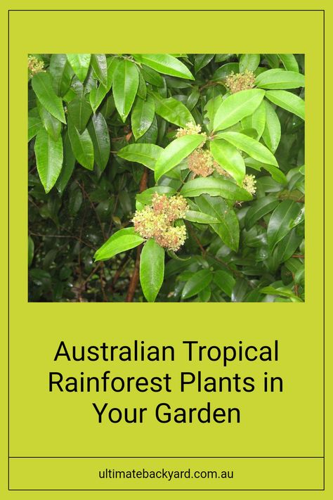 Discover the beauty of Australian Tropical Rainforest plants and bring a touch of nature to your space. With nearly 3,000 different species ranging from tall canopy trees to lush ferns, there's something for every garden enthusiast. If you're keen on enhancing your green space, explore these unique, native plants that thrive in Australia's climate Canopy Trees, Australian Tree Fern, Rainforest Plants, Ultimate Backyard, Vibrant Landscape, Tree Fern, Australian Plants, Native Australians, Australian Native Plants