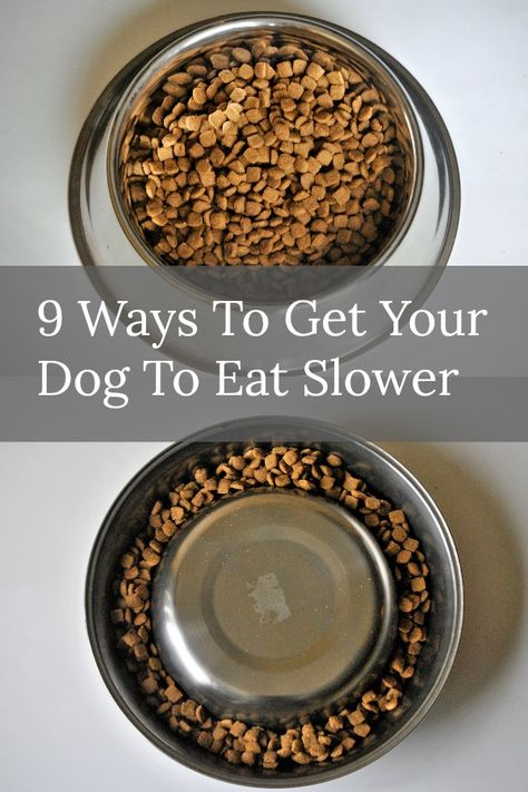 My Dog Eats Too Fast! 9 Ways To Get Your Dog To Eat Slower. Flip the dog bowl over, make a homemade slow feeder, use muffine tins. mybrownnewfies.com Dog Clicker Training, Dog Eats, Eating Fast, Dog Diet, Slow Feeder, Healthy Dog Food Recipes, Dog Feeder, Dog Care Tips, Dog Obedience