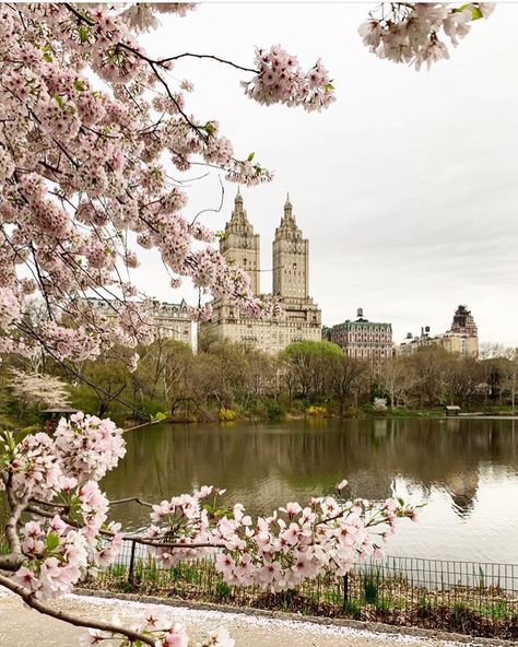 Pastel colors on cherry hill, Central Park. Tag someone that would love this view. 📸 @madufault Cherry Hill, Tag Someone, Central Park, Beautiful Destinations, Pastel Colors, Cherry Blossom, New York City, Blossom, Cherry